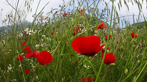 Beautiful Red Wild Flower Meadow Outdoor Nature Canary Islands Spain — Stock Photo, Image