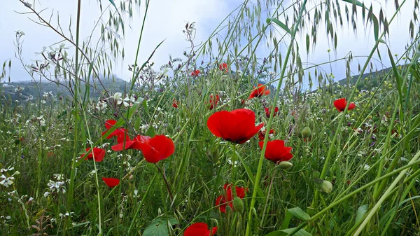 Hermosa Flor Salvaje Roja Prado Aire Libre Naturaleza Desde Las — Foto de Stock