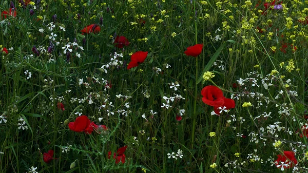 自然の中で牧草地の屋外で美しい赤い野生の花 カナリア諸島から スペイン — ストック写真
