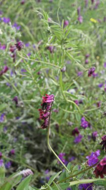 Pembe ve mor yabani çiçekler ve bir arı