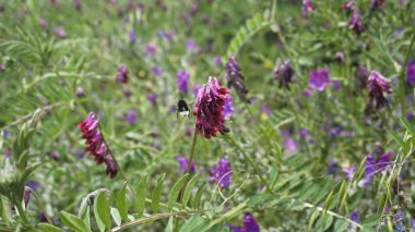 Pembe ve mor yabani çiçekler ve bir arı