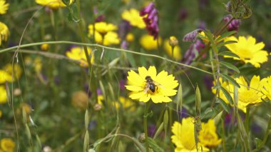 Sarı yabani çiçekler ve bir arı