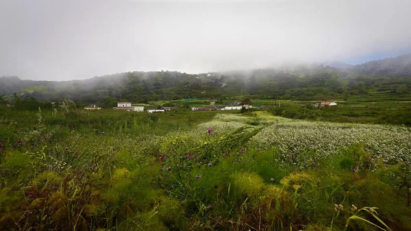 カナリア諸島の自然の中で花々と草原 — ストック写真
