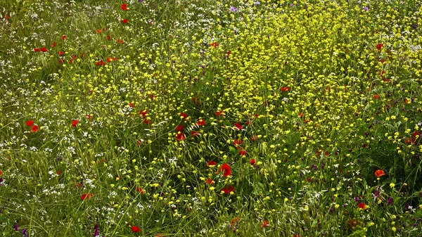 Een Weide Met Bloemen Wilde Natuur Canarische Eilanden — Stockfoto