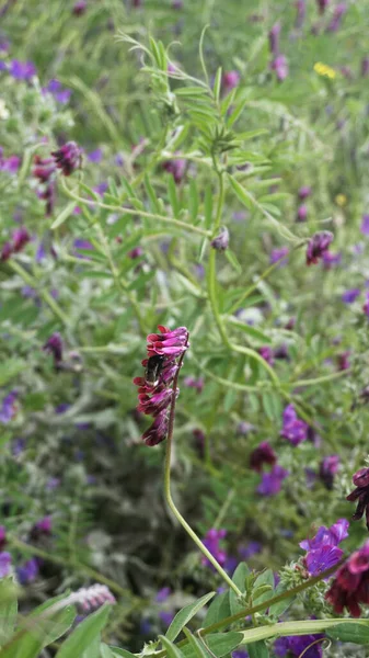ピンクと紫の野花と蜂 — ストック写真