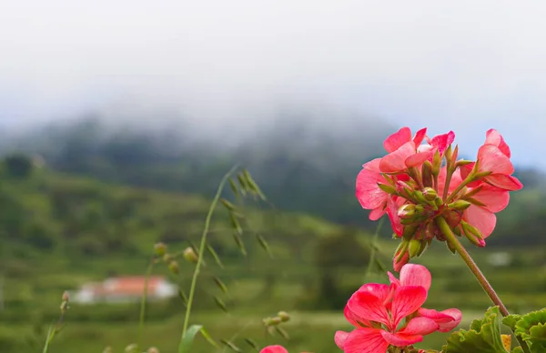 Gyönyörű Vad Vörös Virágok Ködös Háttérrel Kirándulás Kanári Szigeteken — Stock Fotó