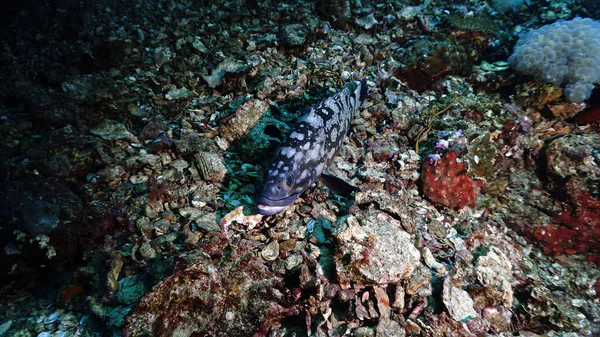 Unterwasserfoto Eines Zackenbarschfisches Der Einem Korallenriff Ruht — Stockfoto
