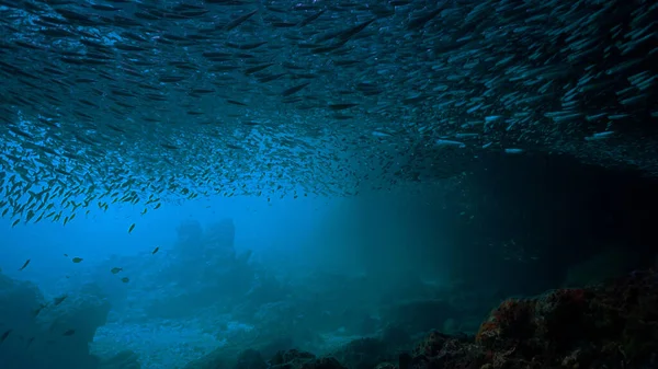 Unterwasser Fotokunst Eines Riesigen Fischschwärms Der Oberfläche Sonnenlicht Vom Tauchgang — Stockfoto