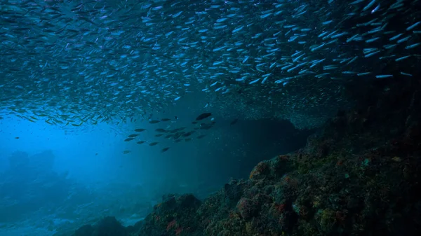 Подводное Фотографирование Огромной Стаи Рыб Поверхности Солнечном Свете Акваланга — стоковое фото