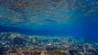 Needlefish 'in yüzeydeki sualtı fotoğrafı.