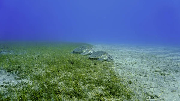 Underwater photo of two large sea turtles eating on the sea grass at the bottom of the sea. From a scuba dive at the Canary islands in the Atlantic ocean