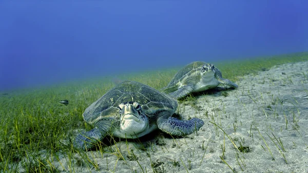 Underwater photo of two large sea turtles eating on the sea grass at the bottom of the sea. From a scuba dive at the Canary islands in the Atlantic ocean