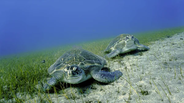 Underwater photo of two large sea turtles eating on the sea grass at the bottom of the sea. From a scuba dive at the Canary islands in the Atlantic ocean
