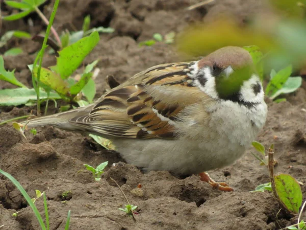 Petit Oiseau Dans Nature Dans Petit Jardin Village — Photo