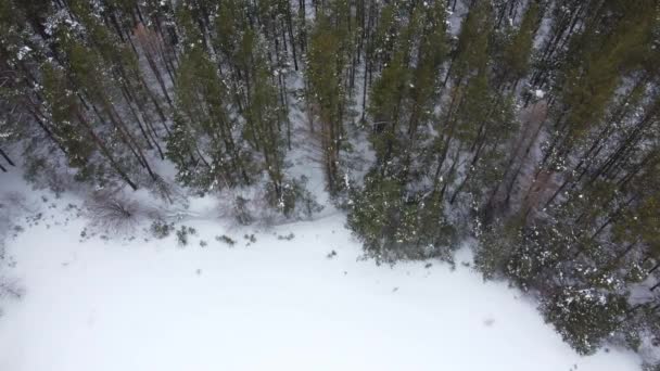Disparando desde un dron en los bosques y campos de invierno — Vídeos de Stock
