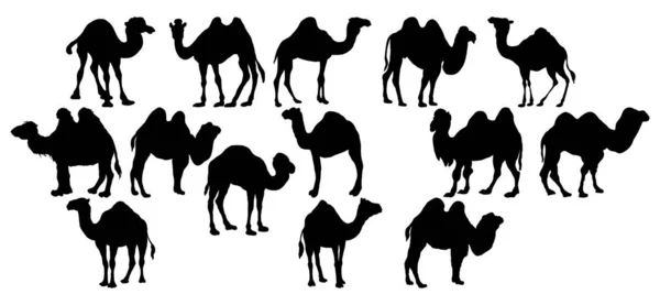 Vector Animal Illustration Black Camel White Background — Stock Vector