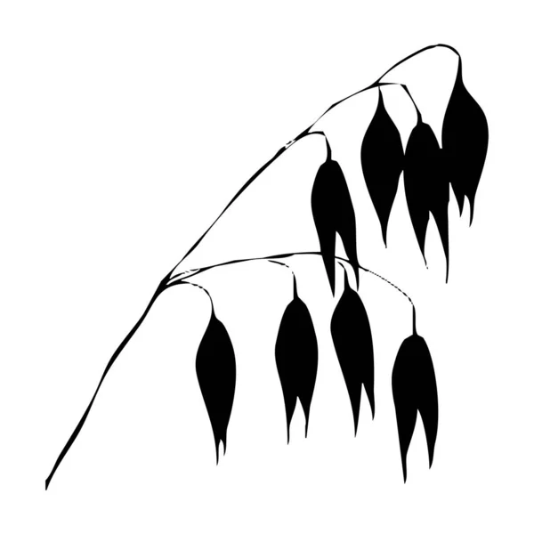 Botanická Vektorová Ilustrace Černé Uši Pšenice Bílém Pozadí — Stockový vektor