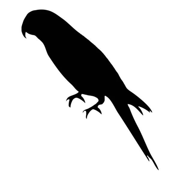 Βοτανική Διανυσματική Απεικόνιση Μαύρη Σιλουέτα Πουλιού Λευκό Φόντο — Διανυσματικό Αρχείο