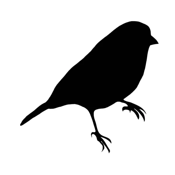 Botanische Vektorillustration Schwarze Silhouette Eines Vogels Auf Weißem Hintergrund — Stockvektor
