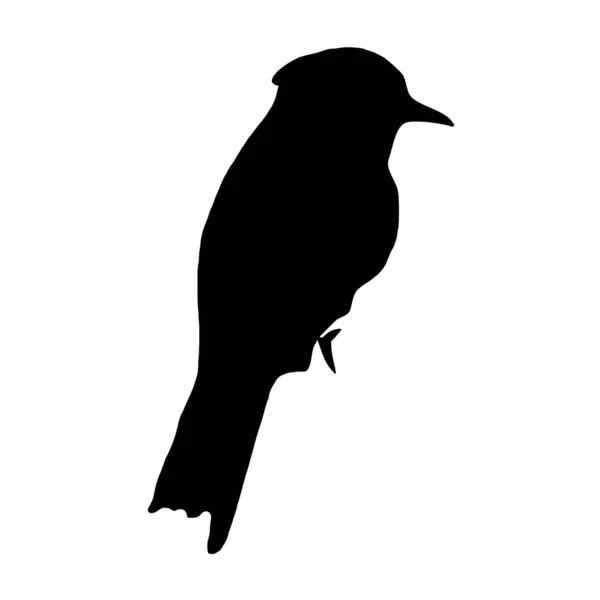 Botanische Vectorillustratie Zwart Silhouet Van Een Vogel Een Witte Achtergrond — Stockvector