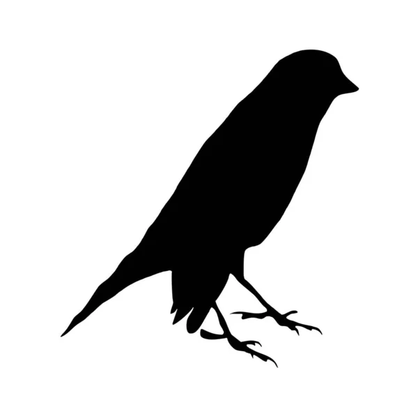 植物学矢量图解 白色背景上的鸟的黑色轮廓 — 图库矢量图片