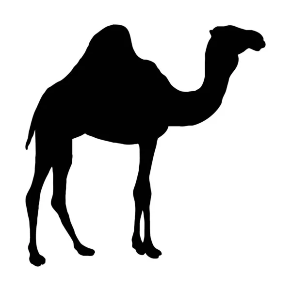 Vector Animal Illustration Black Silhouette Camel White Background — Stock Vector