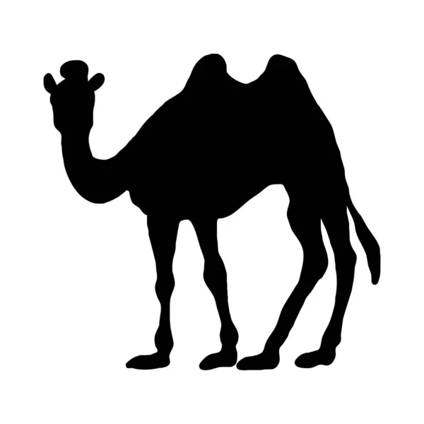 病媒动物图解 白色背景下骆驼的黑色轮廓 — 图库矢量图片