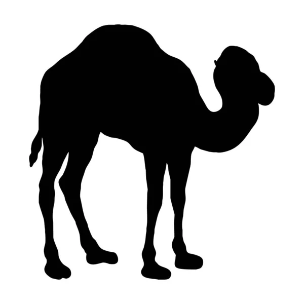 Ilustração Animal Vetorial Silhueta Preta Camelo Fundo Branco —  Vetores de Stock