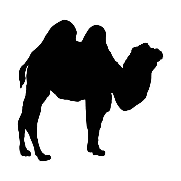 Vector Animal Illustration Black Silhouette Camel White Background — Stock Vector