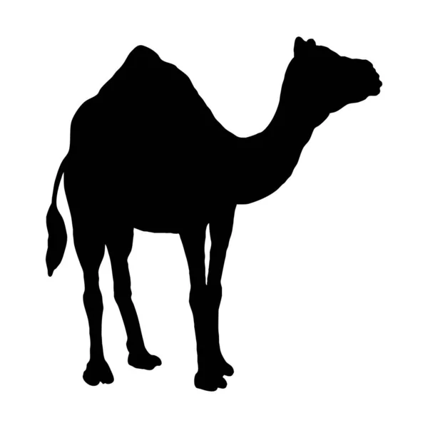 Ilustração Animal Vetorial Silhueta Preta Camelo Fundo Branco — Vetor de Stock