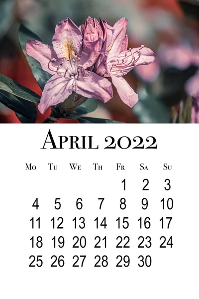 Naptár Kártya Április 2022 Nyomtatható Függőleges Falinaptár Hét Hétfőn Kezdődik — Stock Fotó