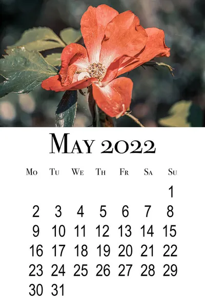 Cartão Calendário Para Maio 2022 Calendário Parede Vertical Imprimível Semana — Fotografia de Stock