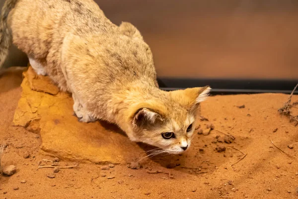 May 2021 Edinburgh Scotland England National Museum Scotland Edinburgh Animal — Stock Photo, Image