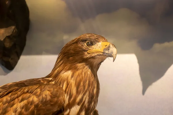 2021年5月5日エディンバラスコットランドイングランド エディンバラのスコットランド国立博物館 展示品だ 鳥の姿 — ストック写真