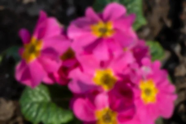 Blurred Photo Flowers English Park Pansies — Stock Photo, Image