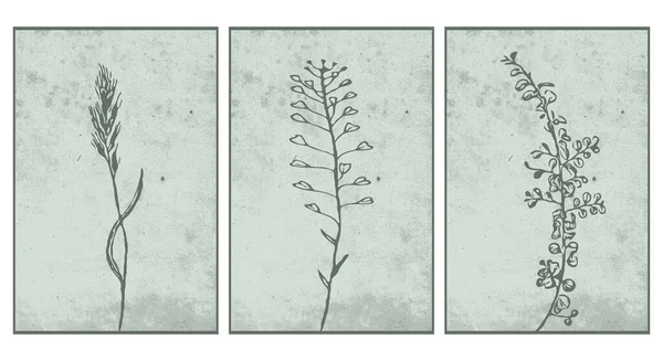 Botanik Duvar Resimleri Seti Bitkilerin Çizgi Sanatı Soyut Şekilli Çizimler — Stok Vektör