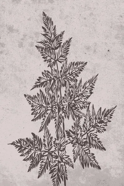 Botanik Duvar Sanatı Bitkilerin Çizgi Sanatı Soyut Şekilli Çizimler Çerçevelenmiş — Stok fotoğraf