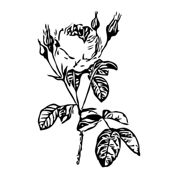 植物ベクトルグラフィックス スケッチ ドローイング あなたのデザインのパターン 線画だ 白地にバラ — ストックベクタ