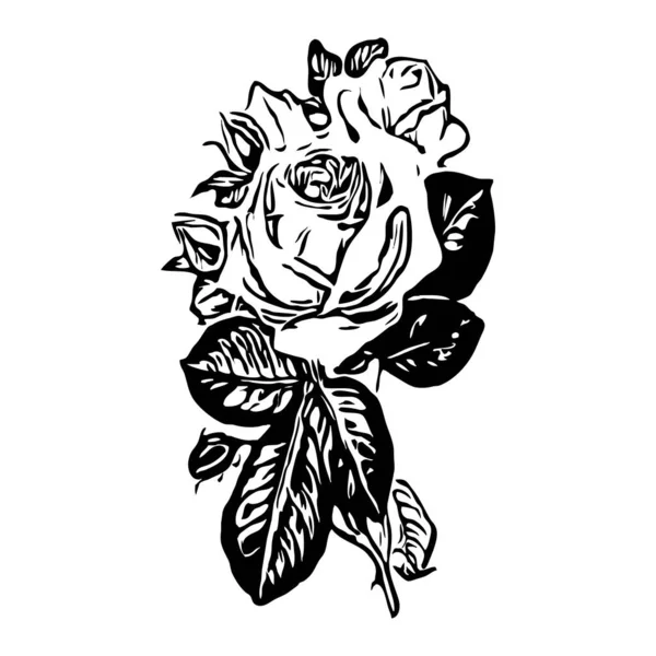 植物矢量图形 素描画 你的设计模式 线条艺术 白色背景的玫瑰 — 图库矢量图片