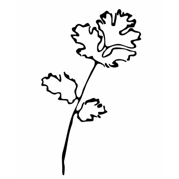 Botanische Vectorafbeeldingen Tekening Tekenen Patroon Voor Ontwerp Lijnkunst Blad Een — Stockvector
