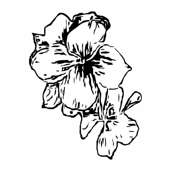 Botanisk Vektorgrafik Skissritning Mönster För Din Design Linjekonst Blommor Vit — Stock vektor