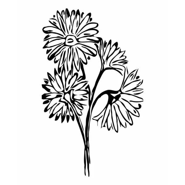 Grafica Vettoriale Botanica Disegno Schizzi Modello Vostro Disegno Linea Art — Vettoriale Stock