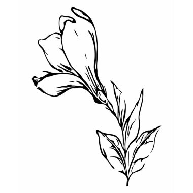 Botanik vektör grafikleri. Çizim çizimi. Tasarımınız için bir model. Çizgi çalışması. Beyaz arkaplanda manolya çiçeği.