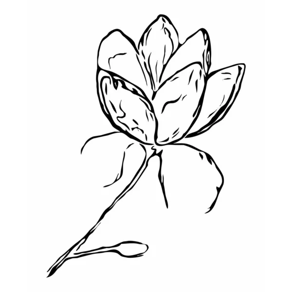 Botanisk Vektorgrafik Skissritning Mönster För Din Design Linjekonst Magnolia Blomma — Stock vektor