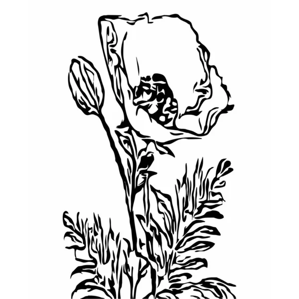 Ботаническая Векторная Графика Рисунок Патент Ваш Дизайн Линейное Искусство Полевой — стоковый вектор