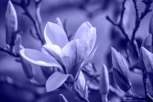 Пери Модный Цвет Года Ботанический Фон Модном Пурпуре 2022 — стоковое фото