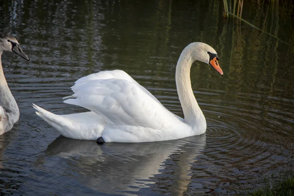White Swans Swimming Lake Nature Landscape — Stockfoto
