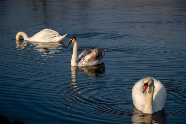 Белые Лебеди Плавают Озеру Природа — стоковое фото