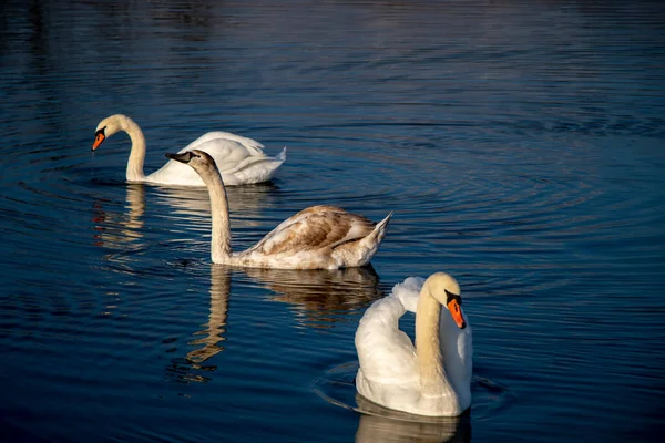 Los Cisnes Blancos Nadan Lago Naturaleza Paisaje — Foto de Stock