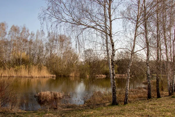 Myslecinek Bydgoszczポーランド 遊園地や自然公園 木々の間の風景 — ストック写真
